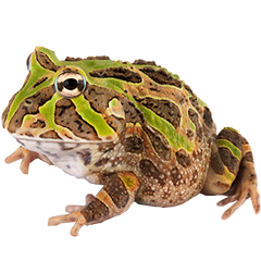 Pacific Horned Frog